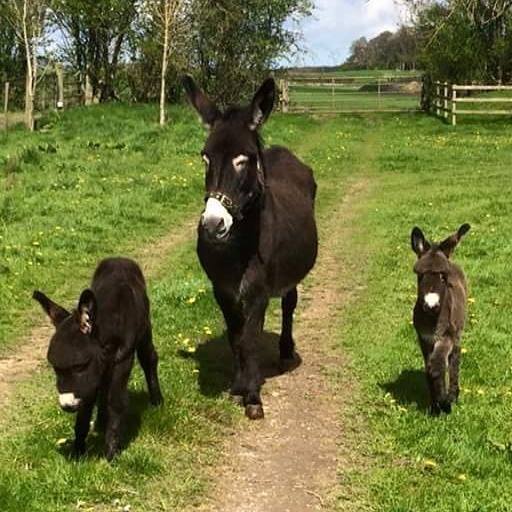 Acheter en ligne Acheter en ligne