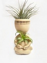 Bonhomme zen air plants
