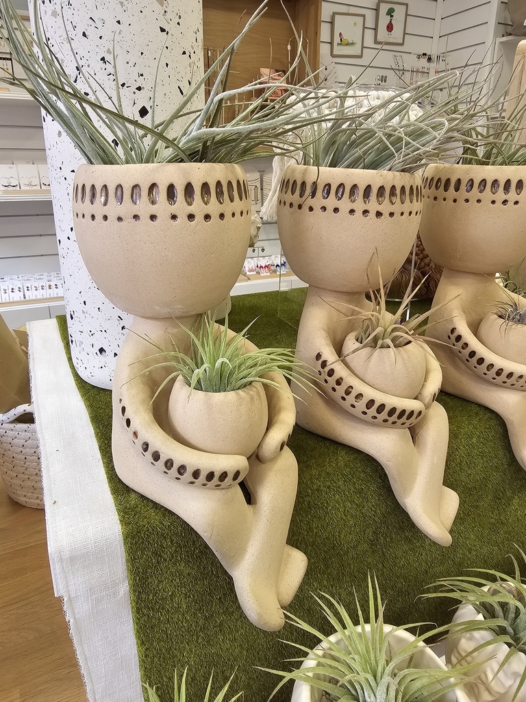 Bonhomme air plants