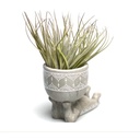 Bonhomme allongé air plant