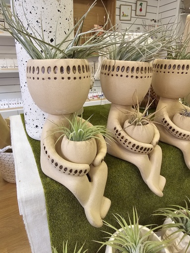 Bonhomme air plants